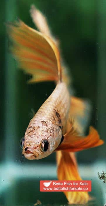 Betta fish OHM Super Gold Dragon - Image 8