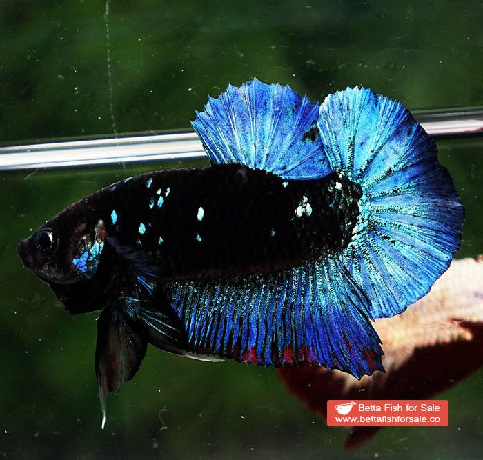 Betta fish HMPK Blue Black Avatar Star - Image 3