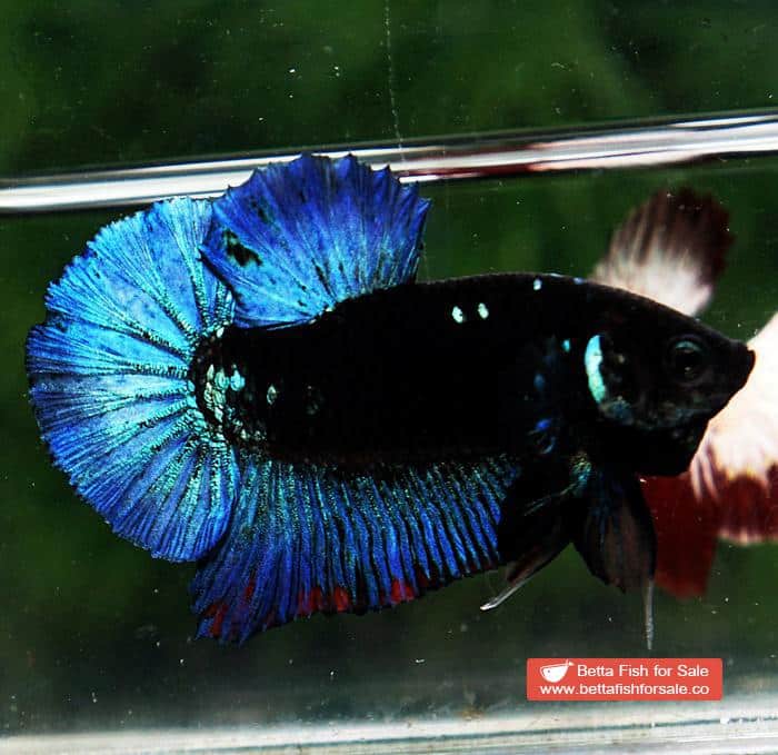 Betta fish HMPK Blue Black Avatar Star - Image 4