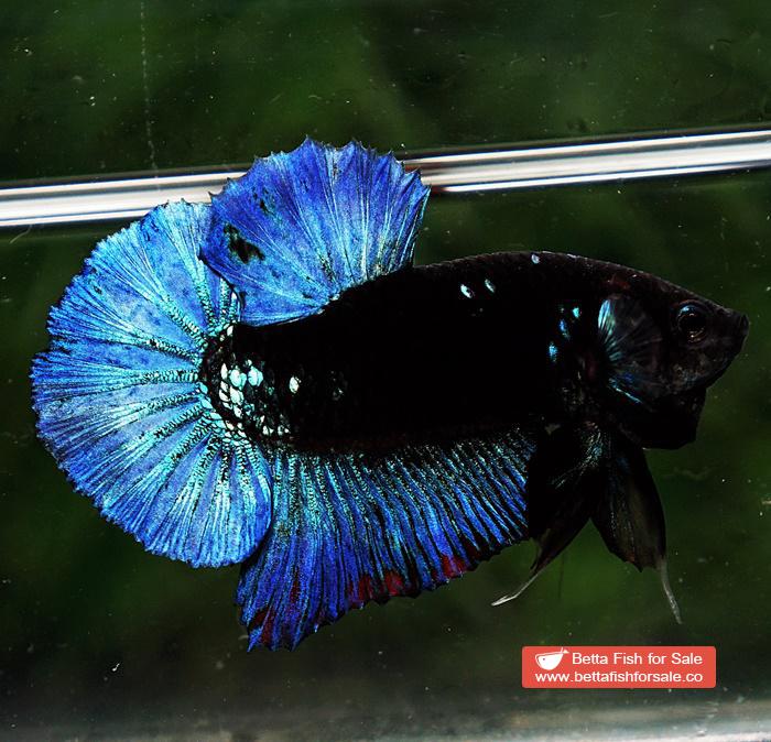 Betta fish HMPK Blue Black Avatar Star