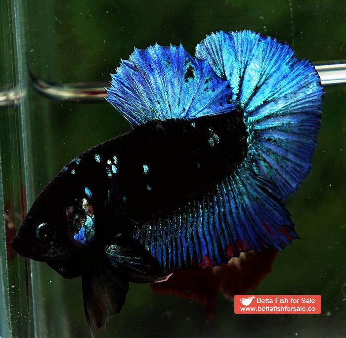 Betta fish HMPK Blue Black Avatar Star - Image 5