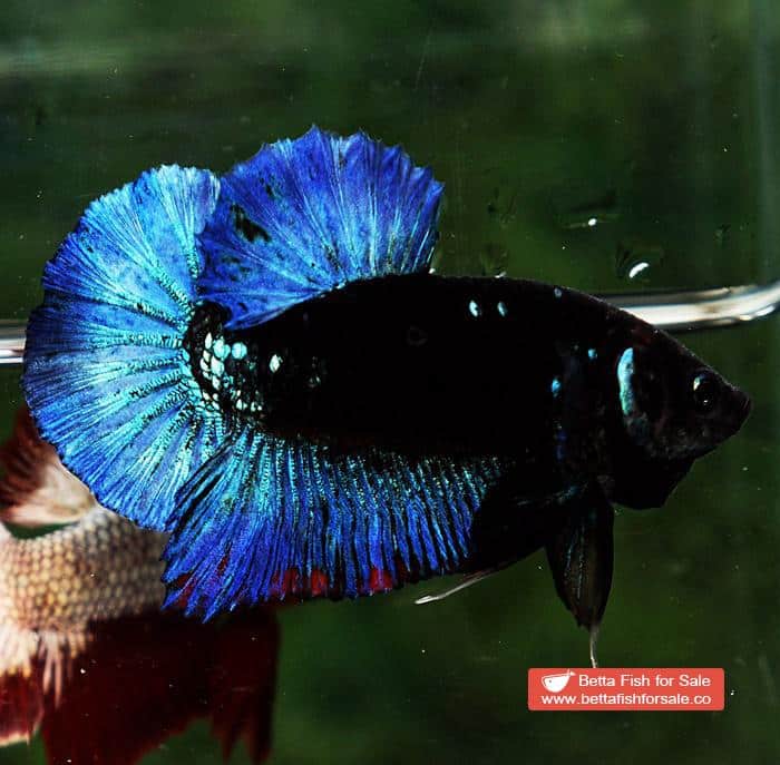 Betta fish HMPK Blue Black Avatar Star - Image 6