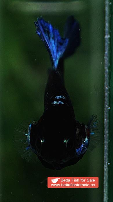 Betta fish HMPK Blue Black Avatar Star - Image 7