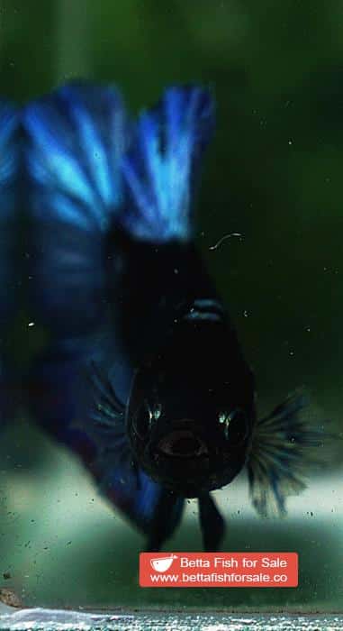 Betta fish HMPK Blue Black Avatar Star - Image 8