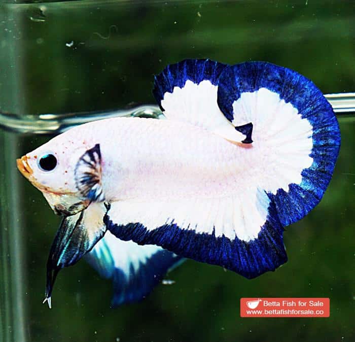 Betta fish HMPK Blue Rim Marble - Image 2