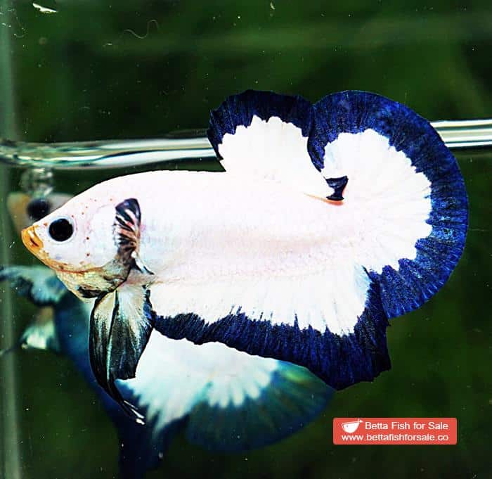 Betta fish HMPK Blue Rim Marble - Image 4