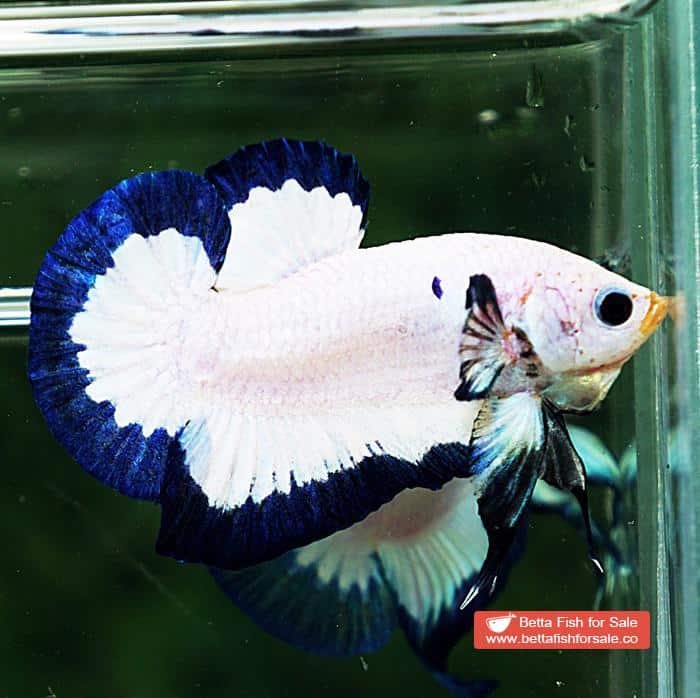 Betta fish HMPK Blue Rim Marble - Image 3