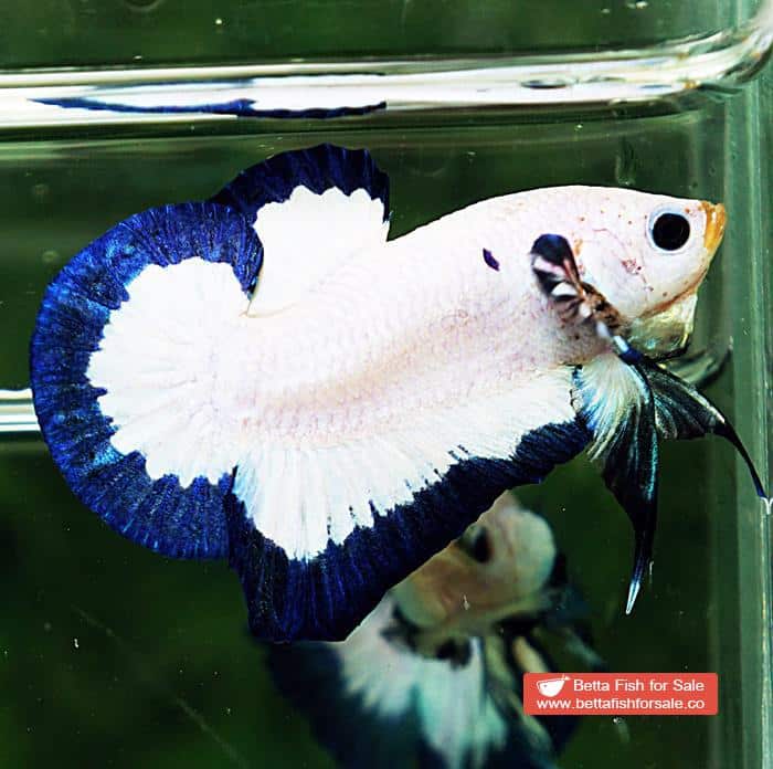 Betta fish HMPK Blue Rim Marble - Image 5
