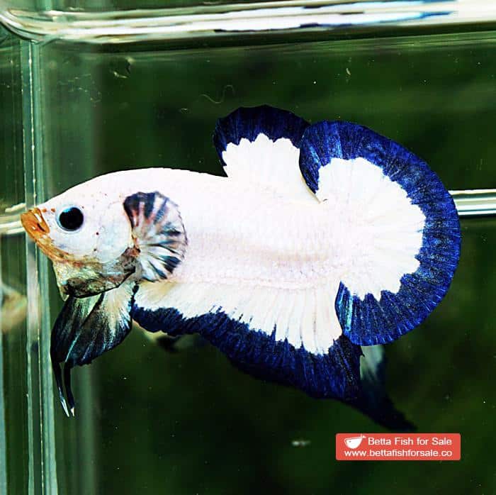 Betta fish HMPK Blue Rim Marble - Image 6