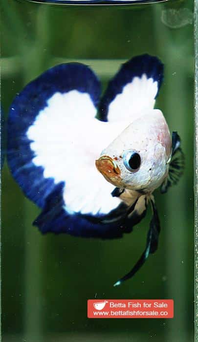Betta fish HMPK Blue Rim Marble - Image 7