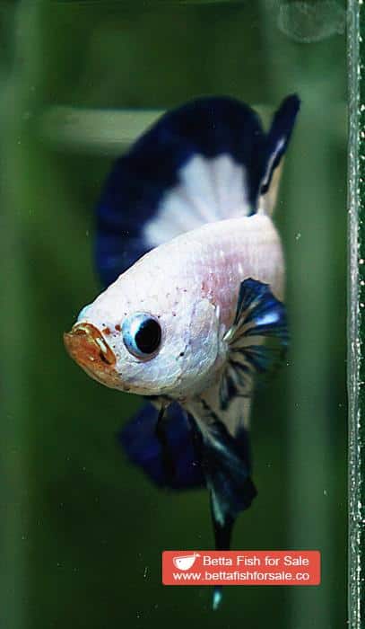 Betta fish HMPK Blue Rim Marble - Image 8