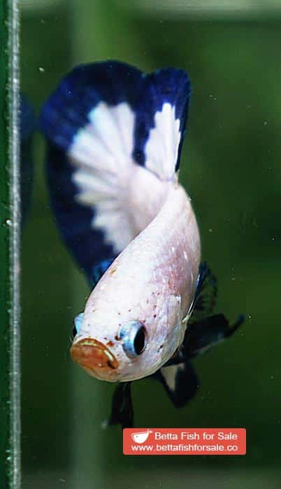 Betta fish HMPK Blue Rim Marble - Image 9