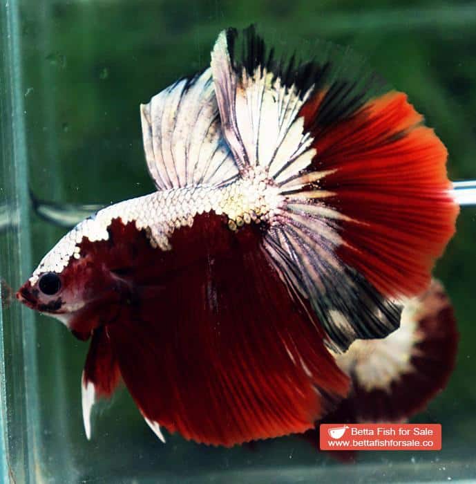 Betta fish HM Luxury Sparkle Red Baron ( New Rare Color Longfin) - Image 5
