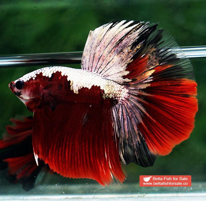 Betta fish HM Luxury Sparkle Red Baron ( New Rare Color Longfin) - Image 7