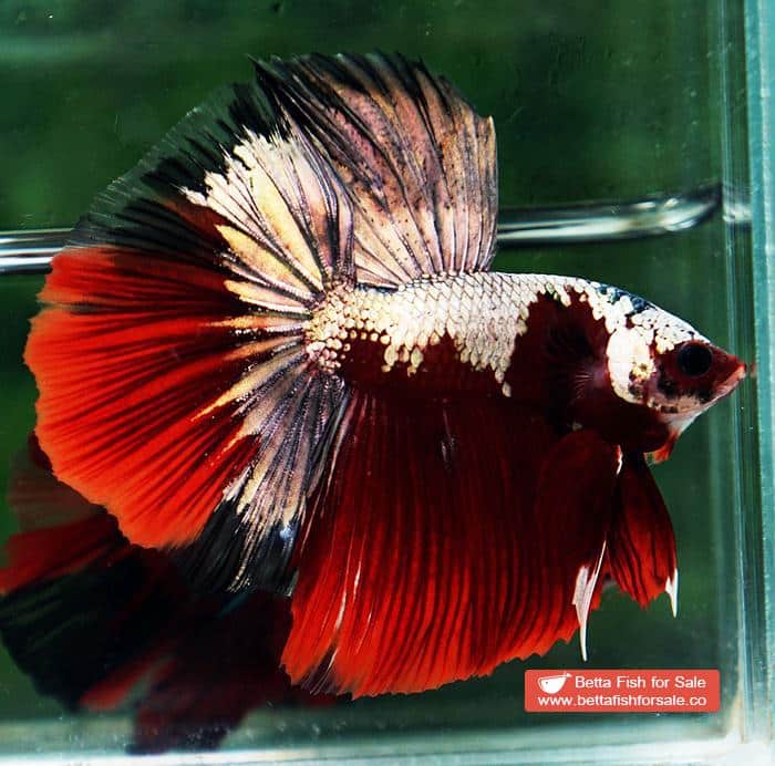 Betta fish HM Luxury Sparkle Red Baron ( New Rare Color Longfin) - Image 6