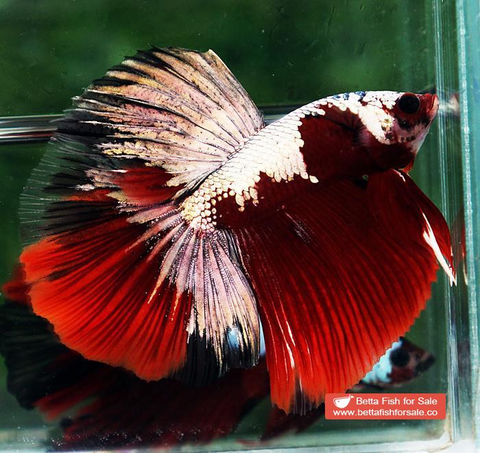 Betta fish HM Luxury Sparkle Red Baron ( New Rare Color Longfin)