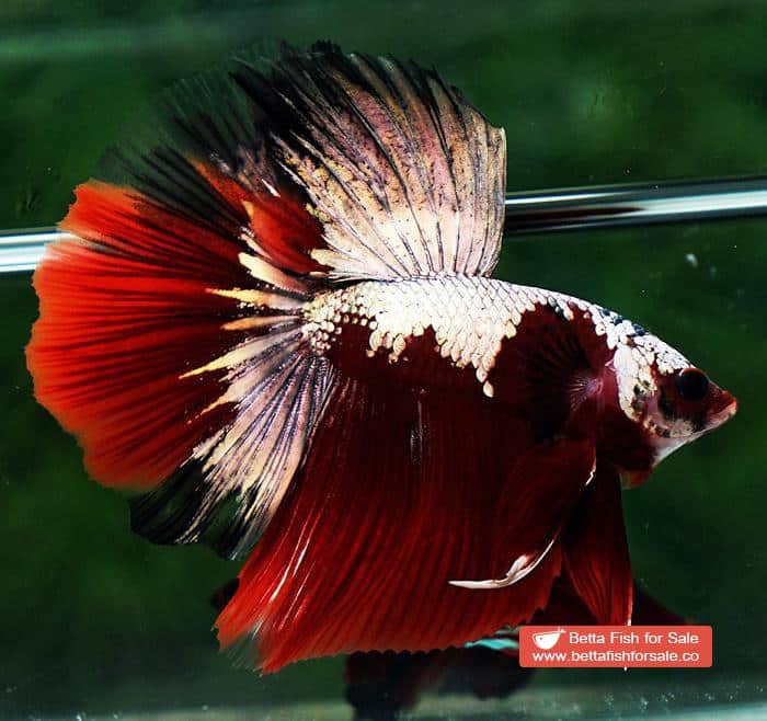 Betta fish HM Luxury Sparkle Red Baron ( New Rare Color Longfin) - Image 4