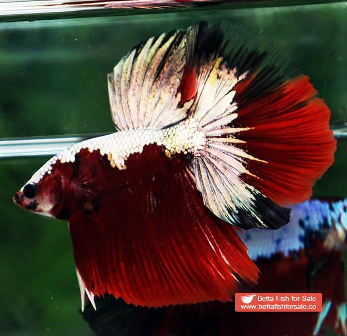 Betta fish HM Luxury Sparkle Red Baron ( New Rare Color Longfin) - Image 3