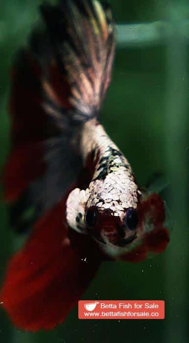 Betta fish HM Luxury Sparkle Red Baron ( New Rare Color Longfin) - Image 8