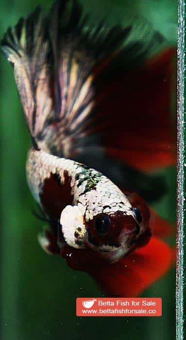Betta fish HM Luxury Sparkle Red Baron ( New Rare Color Longfin) - Image 9