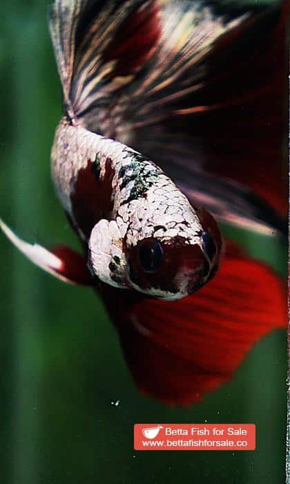 Betta fish HM Luxury Sparkle Red Baron ( New Rare Color Longfin) - Image 10