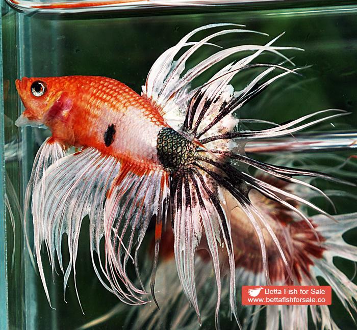 Betta fish CT Copper Nemo Halloween - Image 5