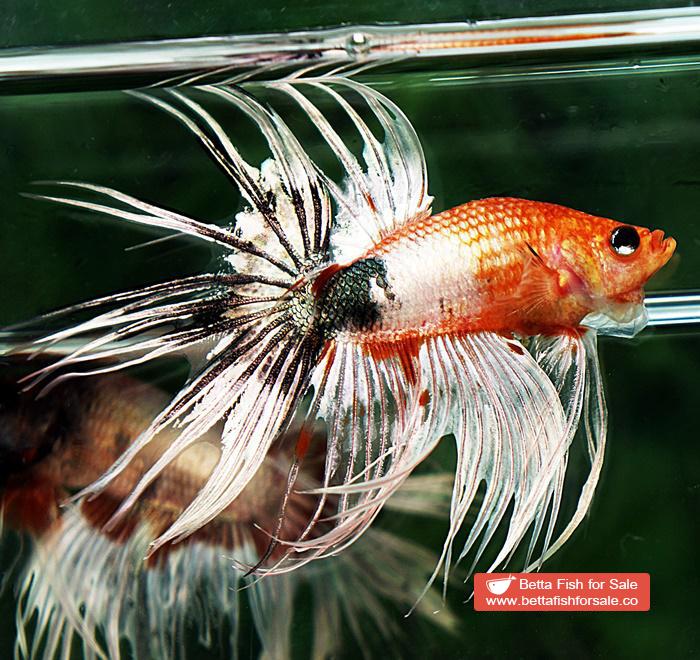 Betta fish CT Copper Nemo Halloween - Image 2
