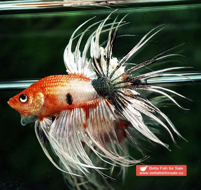 Betta fish CT Copper Nemo Halloween - Image 3