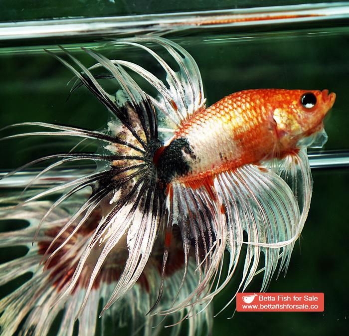 Betta fish CT Copper Nemo Halloween - Image 6