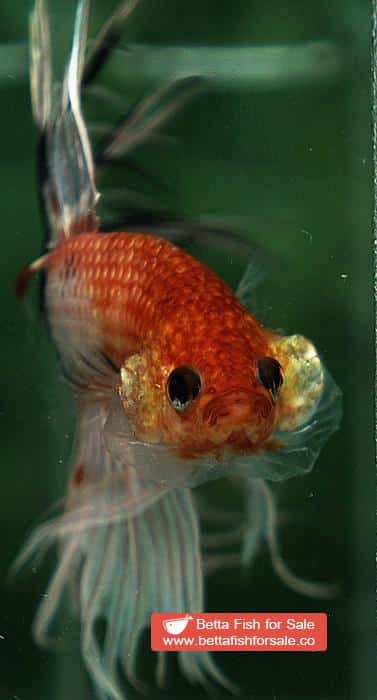 Betta fish CT Copper Nemo Halloween - Image 7