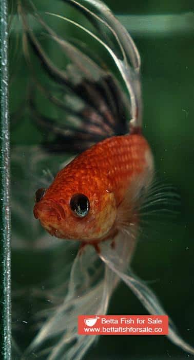 Betta fish CT Copper Nemo Halloween - Image 8