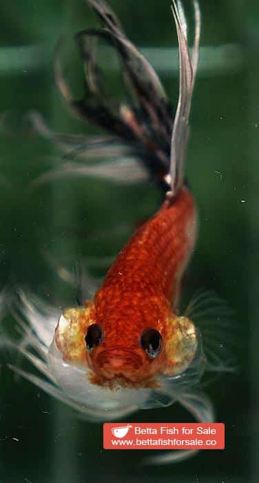 Betta fish CT Copper Nemo Halloween - Image 9