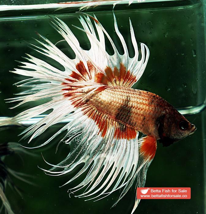 Betta fish CT Copper On Fire Butterfly - Image 7