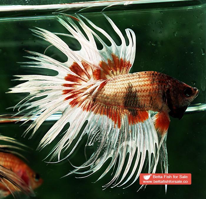 Betta fish CT Copper On Fire Butterfly - Image 5