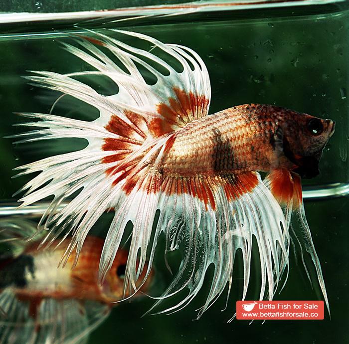 Betta fish CT Copper On Fire Butterfly - Image 3