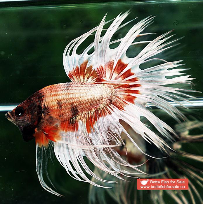 Betta fish CT Copper On Fire Butterfly - Image 2