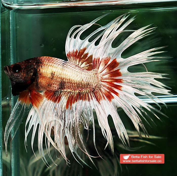 Betta fish CT Copper On Fire Butterfly - Image 4