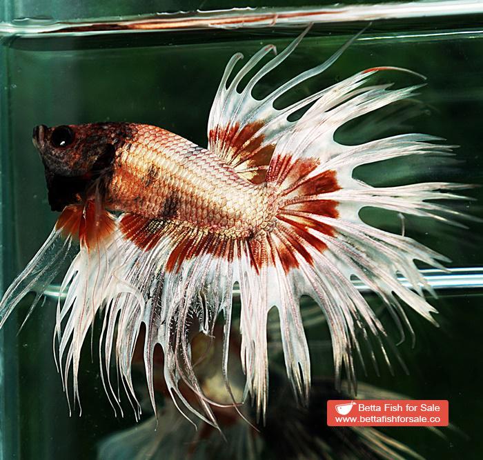 Betta fish CT Copper On Fire Butterfly - Image 6