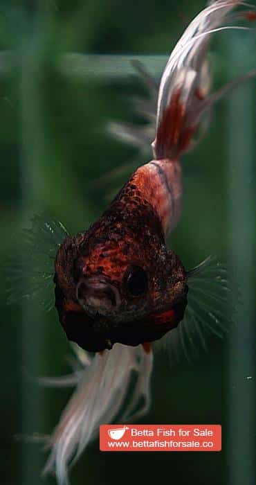 Betta fish CT Copper On Fire Butterfly - Image 8