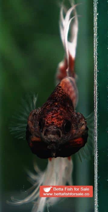 Betta fish CT Copper On Fire Butterfly - Image 9