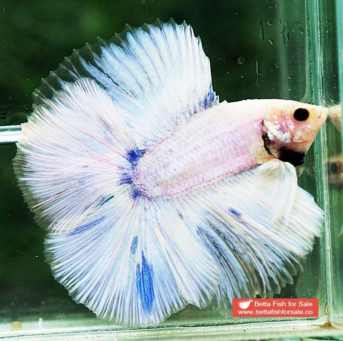 Betta fish DTHM Grizzle Blue Marble