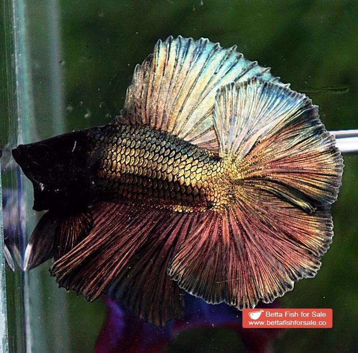 Betta fish DTHM Perfect Classic Copper Gold - Image 2