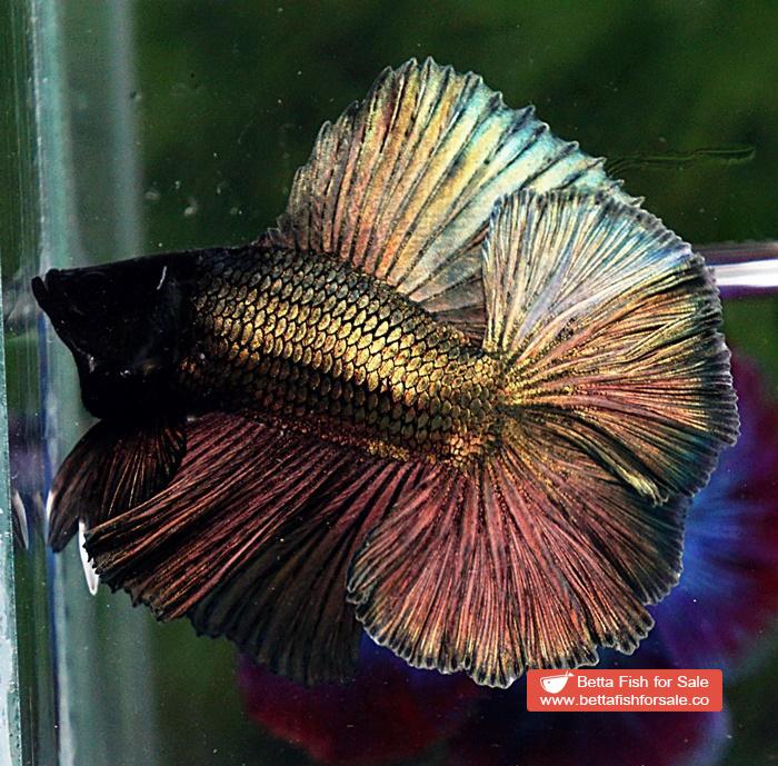 Betta fish DTHM Perfect Classic Copper Gold - Image 4
