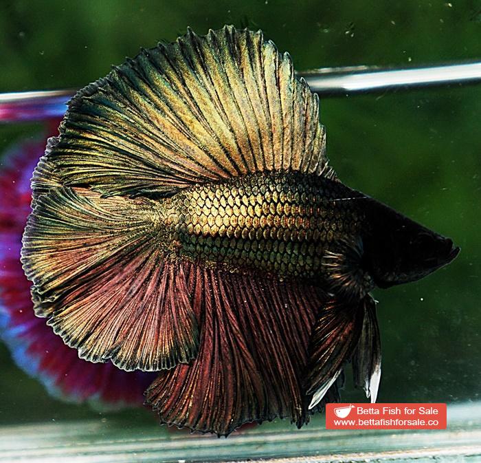 Betta fish DTHM Perfect Classic Copper Gold - Image 5