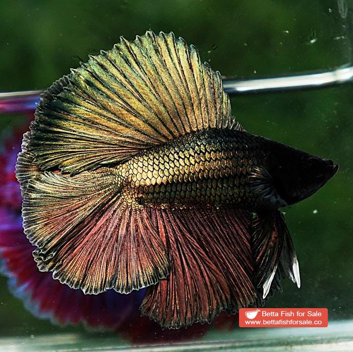 Betta fish DTHM Perfect Classic Copper Gold - Image 3