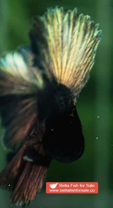 Betta fish DTHM Perfect Classic Copper Gold - Image 6
