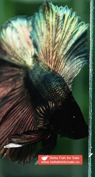 Betta fish DTHM Perfect Classic Copper Gold - Image 7