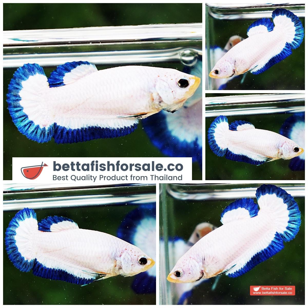 Betta fish Female HMPK Perfect Clean Blue Rim