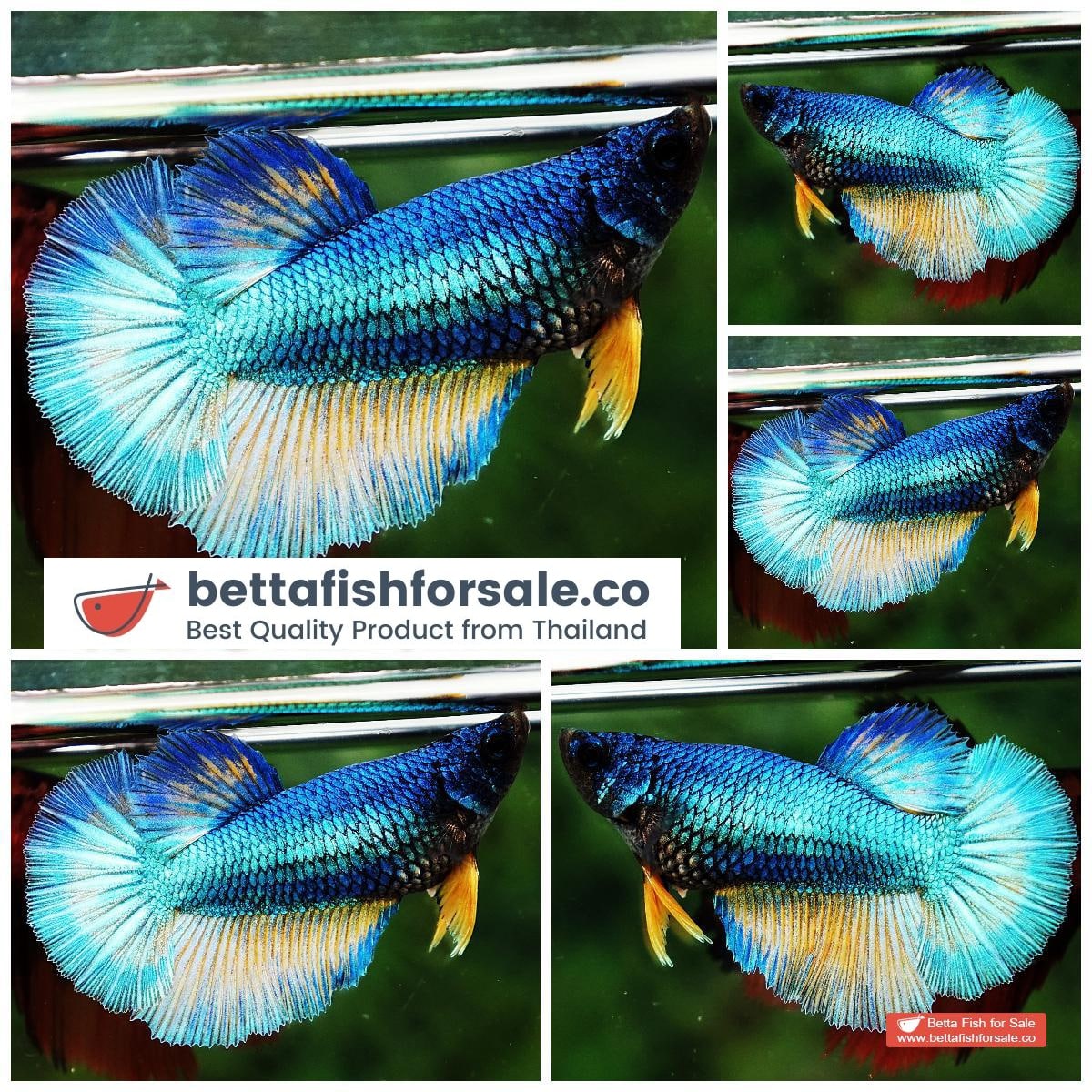 Betta fish Female HM Blue Mustard Gas Butterfly