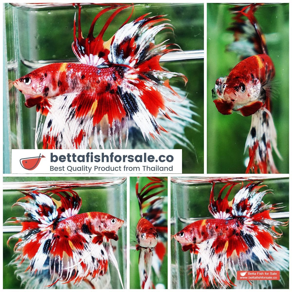 Betta fish CT Copper Candy Nemo Yellow Base